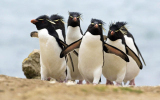 Penguins beach rock water sky - a group of penguins free wallpaper