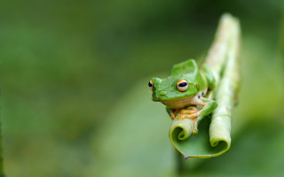 Green frog plant stem macro - a green plant stem free wallpaper