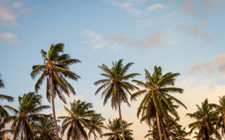 Palm trees blue sky clouds 7 - a group of palm trees free wallpaper