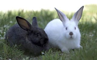 Rabbits grass sad looking beatrix - a sad face free wallpaper