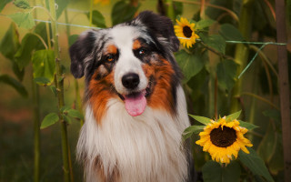 Dog sunflowers fence shiba inu - a field of sunflowers free wallpaper