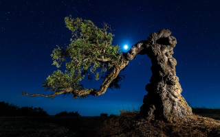 Tree lightpole starrysky brightlight ecological - betye saar free wallpaper