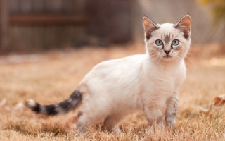 White cat blue eyes field - a white cat free wallpaper