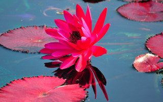 Pink flower floating water lilies - a pink flower free wallpaper