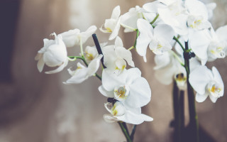 White flowers vase still life - a table top free wallpaper