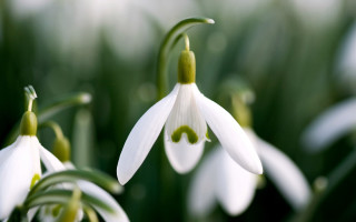 White flower green stems blurry - green stem free wallpaper