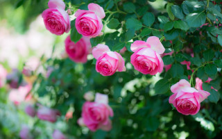 Pink roses green leaves blurry - branch and a blurry background free wallpaper