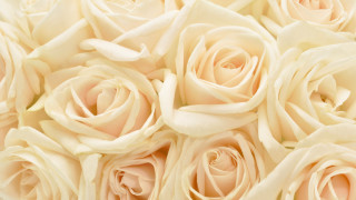 White roses closeup soft background - bracha l. ettinger free wallpaper