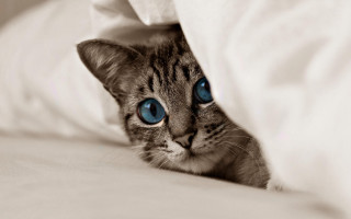 Cat blue eyes peeking under - white sheet and pillows free wallpaper