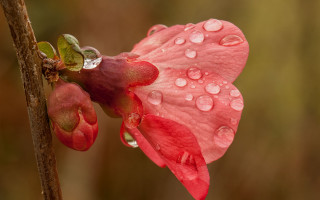 Pink flower water droplets green 10 - a pink flower free wallpaper
