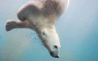 Polar bear underwater aurora milky - bubble of water free wallpaper
