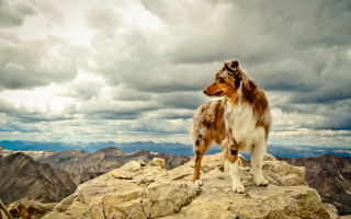 Dog rocks grass mountains cloudy - a large rock free wallpaper