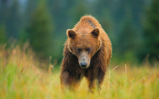 Brown bear green field trees - a brown bear free wallpaper