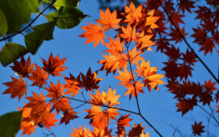 Fall orange leaves blue sky 2 - the fall season free wallpaper