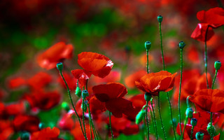 Red flowers green stem impressionist - impressionist painting free wallpaper