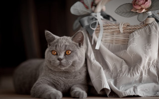 Cat basket rose cloth bag 2 - a rose free wallpaper