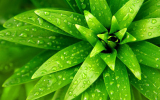 Green leaves water droplets macro - a green plant free wallpaper