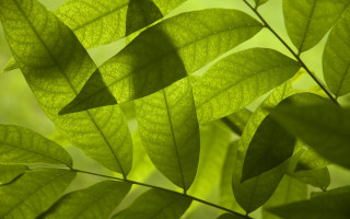 Green leafy plant sunlight macro - sunlight free wallpaper
