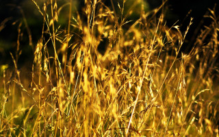 Autumn flame fireworks grass sunset - tall grass free wallpaper