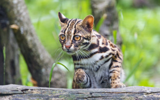 Curious sumatran cat on log - curious free wallpaper