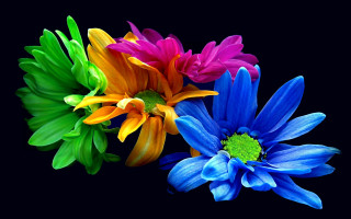 Three colorful flowers green red - the other free wallpaper