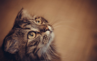 Cat wide eyes brown stripe - its eye wide open free wallpaper