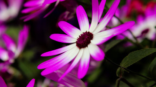 Purple flower bokeh macro shallow - a red center free wallpaper