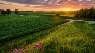 Dirt road flower field sunset - a lush green field free wallpaper