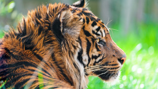Tiger sitting in grass looking - left free wallpaper