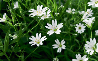 White flowers grass green leaves - and a blurry background free wallpaper