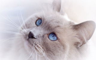 Blue eyed cat lying white - closed free wallpaper