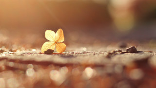 Leaf sunlight blurry background macro - a single leaf free wallpaper