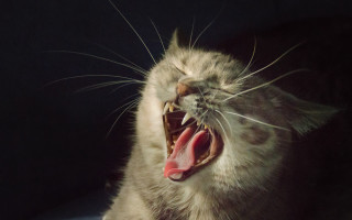 Cat mouth open wide carlos - mouth wide free wallpaper