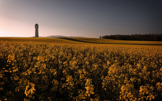 Field flowers lighttower autumn sunset - a field of flowers free wallpaper
