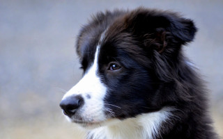 Black white dog white spot 2 - neoism free wallpaper