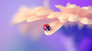 Ladybug flower purple background blue - a lady bug free wallpaper