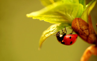 Ladybug green leaf brown bug - a ladybug free wallpaper