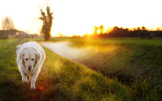 Dog field sunset flare autumn - environmental art free wallpaper for desktop