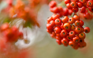 Berries branch leaves macro blurry - leaf and berries free wallpaper