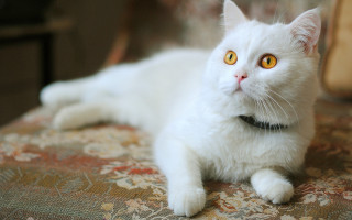 White cat floral cushion rococo - its neck free wallpaper