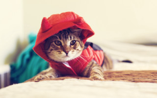 Cat red hoodie bed white - a white wall behind free wallpaper