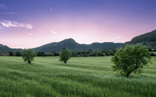Pink sky mountains lake trees - tree and mountains free wallpaper
