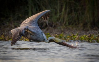 Bird flying fish mouth wings - over a body of water free wallpaper