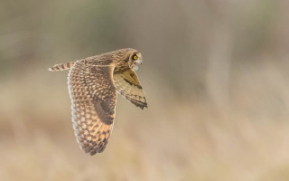 Bird flying wings spread tiltshift - wildlife photography free wallpaper