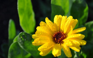 Yellow flower water droplets bokeh 2 - petal free wallpaper