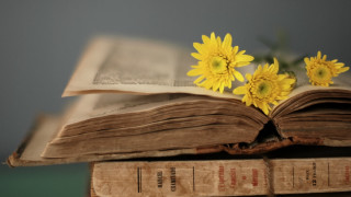 Yellow flower book fireworks illustration - a bookmark free wallpaper