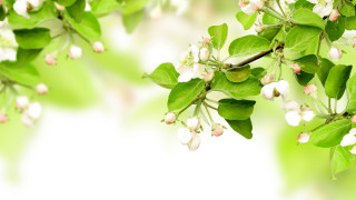 White flowers green leaves branch 2 - a branch of a tree free wallpaper