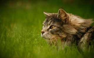 Cat grass nature bush outdoors - a blurry background of the grass free wallpaper