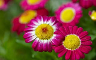 Flower bokeh hydrangea sunflower pink - betye saar free wallpaper