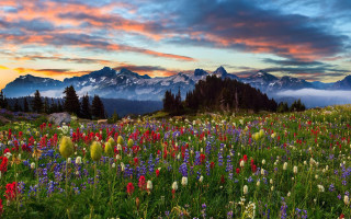 Wildflowers mountains sunset clouds landscape - other flower free wallpaper